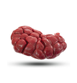 Kidney
